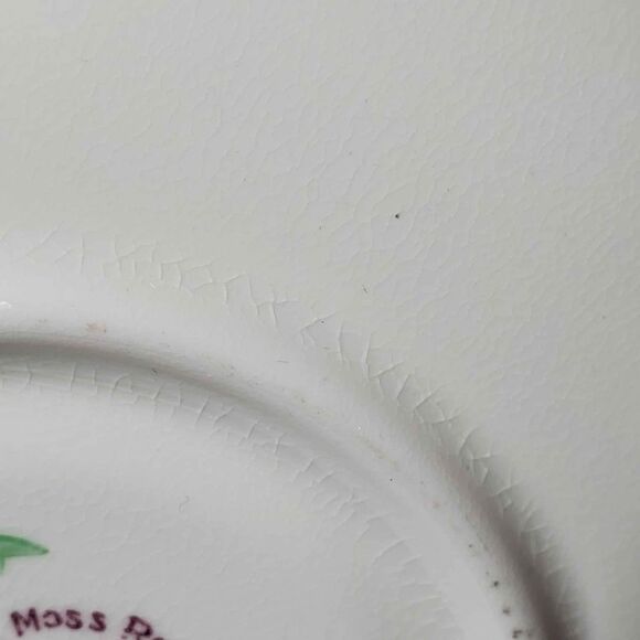 Royal Chelsea Teacup and Saucer Moss Rose Pink Vintage - Picture 7 of 10